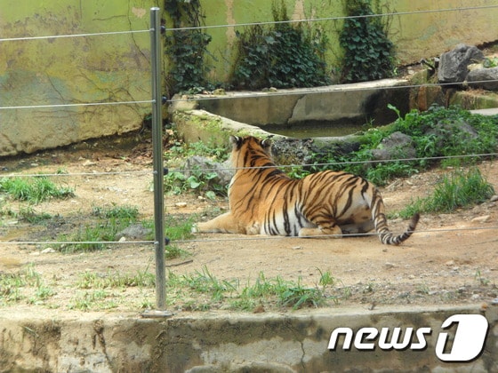 관람객이 던진 나뭇가지에 놀란 시베리아호랑이. (사진 최혁준) ⓒ News1
