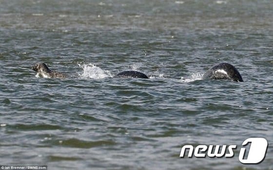 영국 스코틀랜드 네스호에 산다는 정체 불명의 괴물 네시가 아마추어 사진작가 카메라에 포착됐다.[출처=이안 브렘너]ⓒ News1