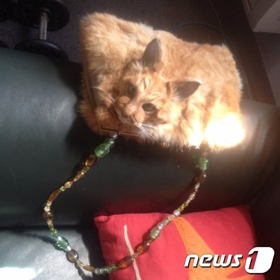 뉴질랜드의 박제사 클레어 홉스가 경매 사이트 '트레이드미'에 진짜 고양이를 박제해 만든 핸드백을 올려 논란을 빚고 있다. (트레이드미 갈무리) ⓒ News1