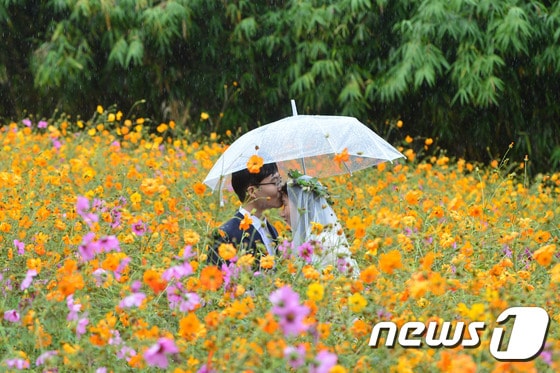 전국에 가을비가 내린 27일 오후 서울 송파구 올림픽공원 들꽃마루를 찾은 예비부부가 웨딩촬영을 하고 있다. 기상청은 이날 새벽부터 충청도와 전북, 경북에서 비(강수확률 60~80%)가 시작돼 중부지방으로 차차 확대되겠다고 밝혔다. 2016.9.27/뉴스1 ⓒ News1 구윤성 기자