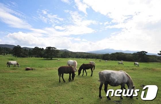 제주시 용강동 마방목지에서 말들이 한가로이 풀을 뜯고 있다.2016.9.8/뉴스1 ⓒ News1 이석형 기자