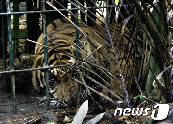 수마트라 호랑이. ⓒAFP=뉴스1