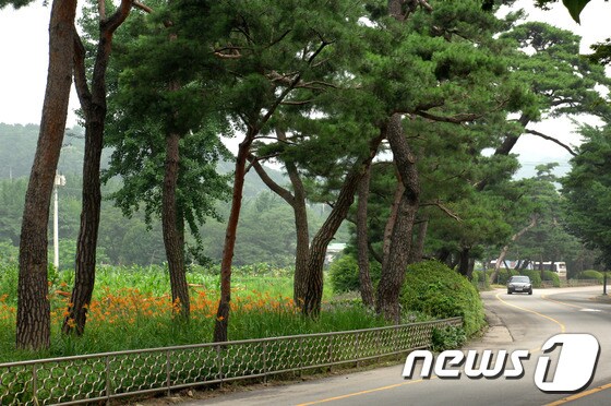 수원시 장안구 노송지대. ⓒ News1