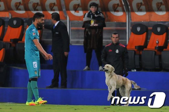 지난 14일(현지시간) 멕시코 이달고 주 파추카 이달고 스타디움에서 열린 C.F.파추카와 치아파스FC의 리가MX(멕시코 축구 1부리그) 경기에 개 1마리가 등장했다. / AFP PHOTO / MARIA CALLS ⓒ AFP=뉴스1