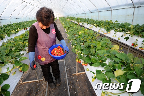 겨울 딸기 수확하는 강원 삼척 농가.(뉴스1 DB)