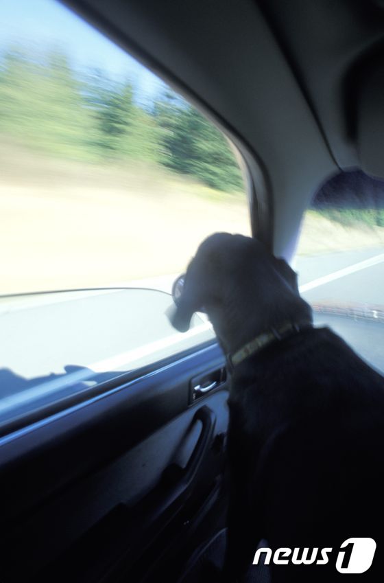 반려견.(사진 이미지투데이)ⓒ News1