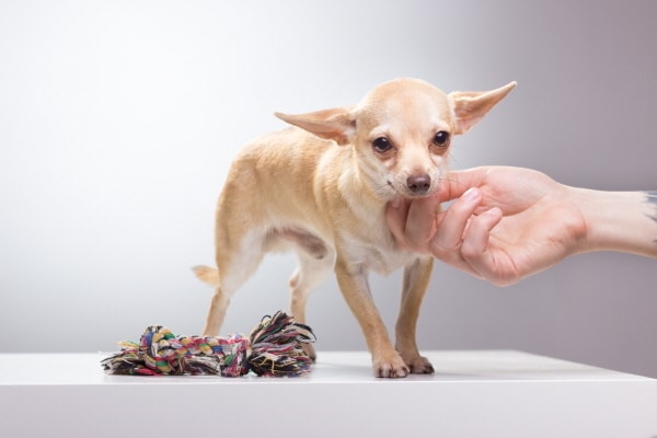강아지와 치실 장난감(사진 이미지투데이) ⓒ News1
