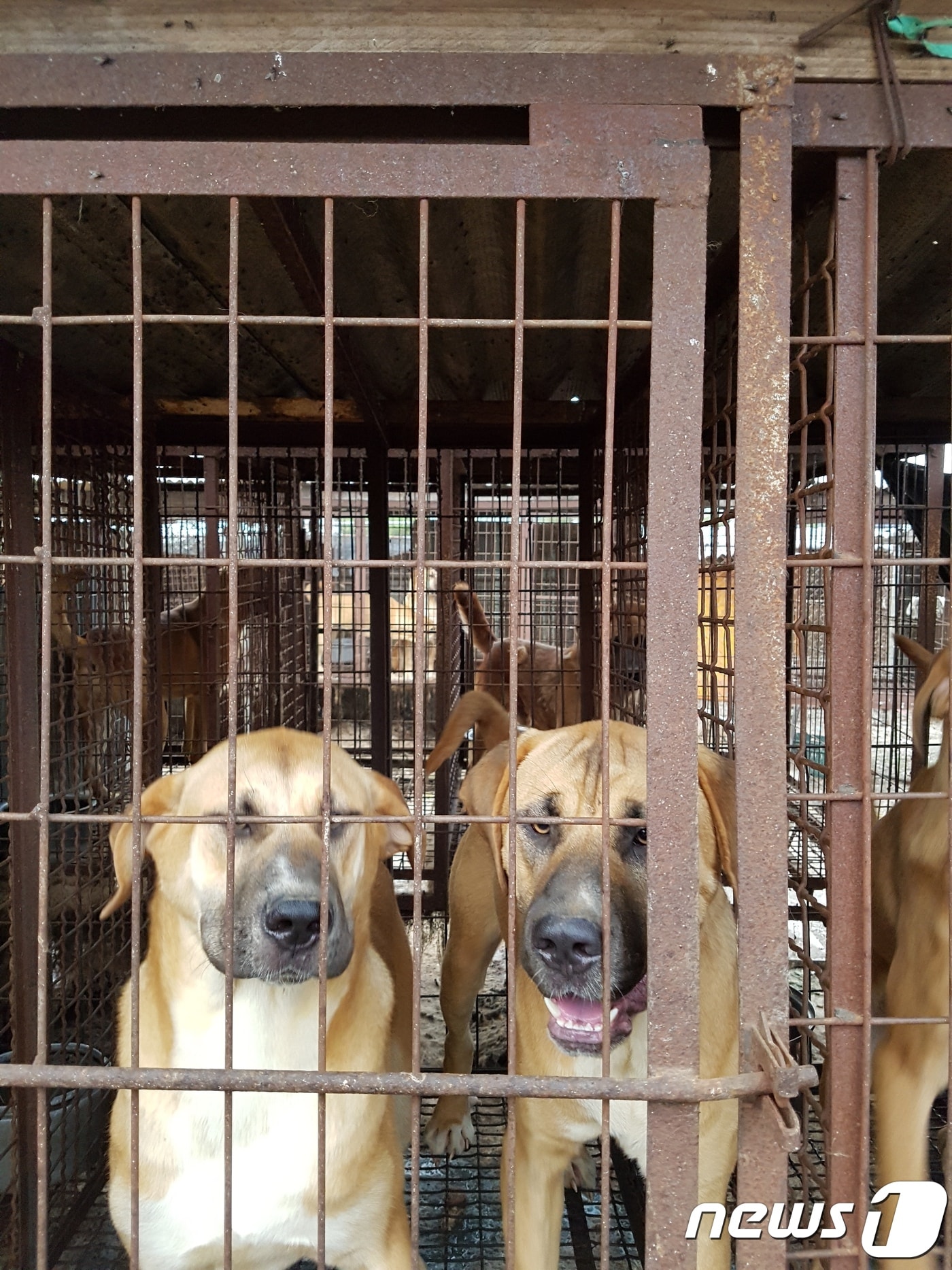좁은 뜬장에 갇혀 집단으로 사육되는 개농장 개들.(사진 팅커벨프로젝트 제공)ⓒ News1