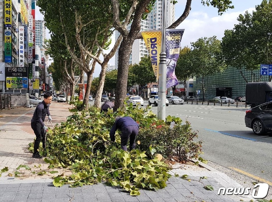 22일 강풍으로 쓰러지고 부러진 나무들을 수성구청 직원들이 수습하고 있다. 이날 오후 12시55분쯤 대구 수성구 만촌네거리 인근 가로수 1그루가 부러져 운행 중이던 승용차 1대의 앞 유리창이 파손되는 피해를 입었다. (대구 수성구 제공)/뉴스1ⓒ News1