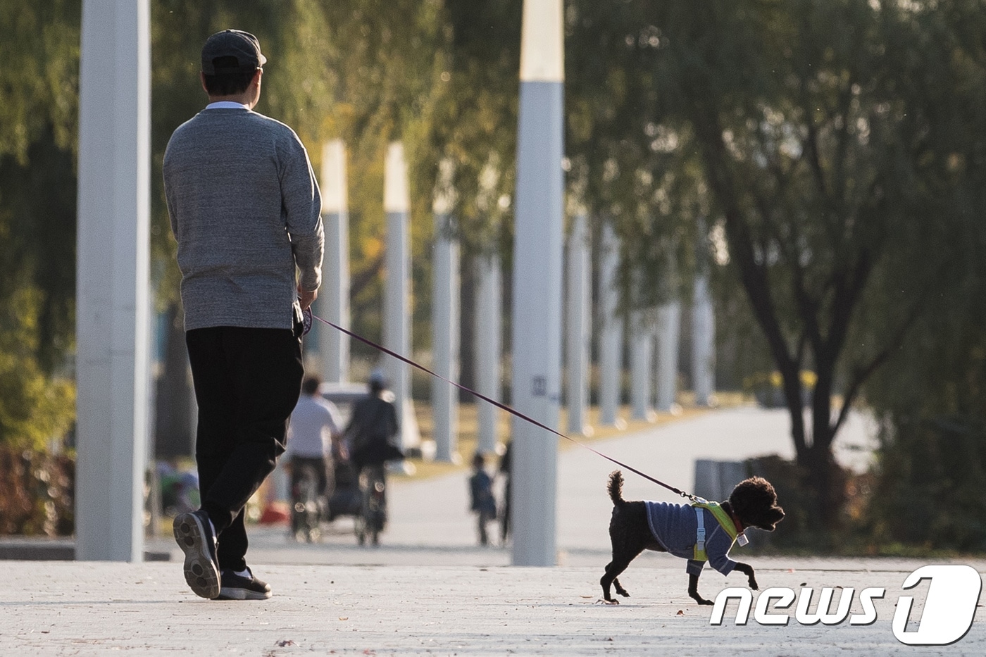 반려견.(뉴스1 DB)