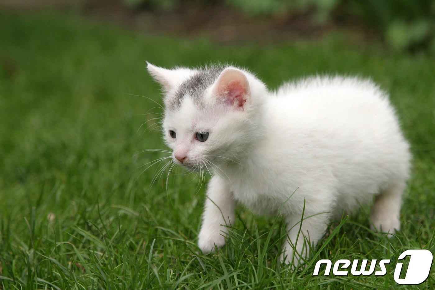 아기 고양이.(사진 이미지투데이)ⓒ News1