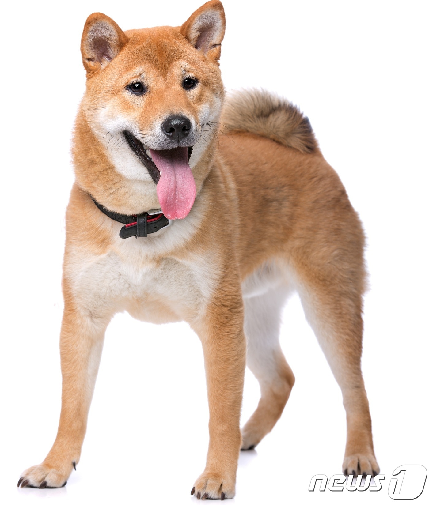 시바견(사진 이미지투데이)ⓒ News1