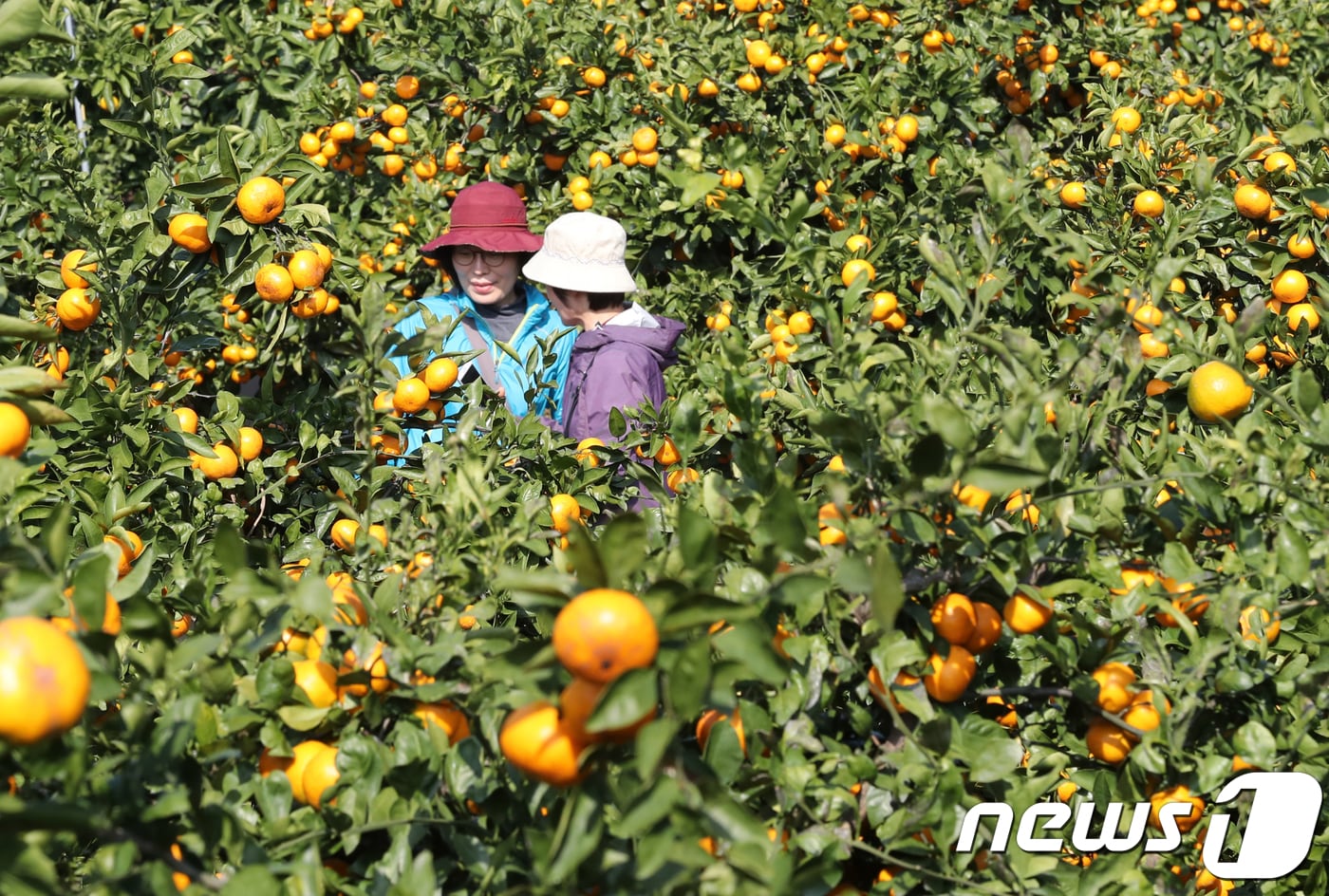 서귀포시 남원읍의 한 감귤 밭에서 관광객들이 즐거운 시간을 보내고 있다.2017.11.8/뉴스1 ⓒ News1 DB