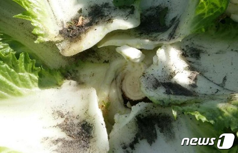 영흥화력 주변 마을 부녀회가 경작한 배추에 석탄재가 묻어 있다.(영흥화력 주민피해대책위 제공)ⓒ News1