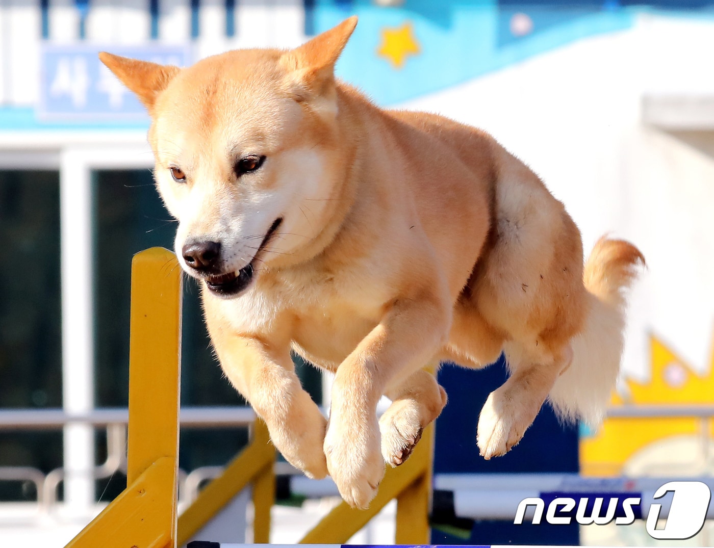 전남 진도군 진도개테마파크에서 진돗개가 장애물 훈련을 받고 있다. /뉴스1 ⓒ News1 장수영 기자