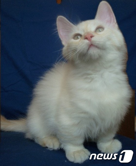 먼치킨 고양이.(사진 위키피디아)ⓒ News1