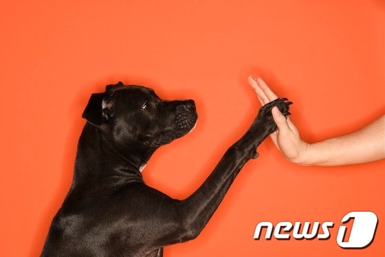 오는 7월 서울 마포구 상암동에 동물복지지원센터가 들어선다.(사진 이미지투데이)ⓒ News1