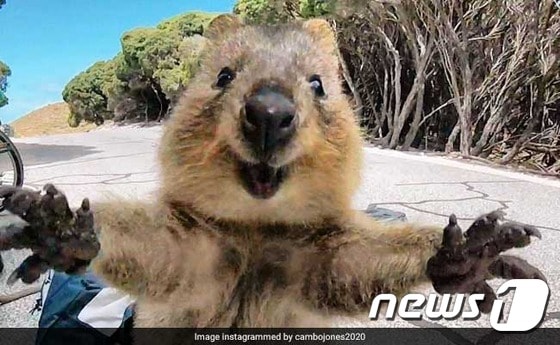 마치 안아달라는 듯한 쿼카의 모습. (사진 캠벨 존스 인스타그램 캡처)  ⓒ News1