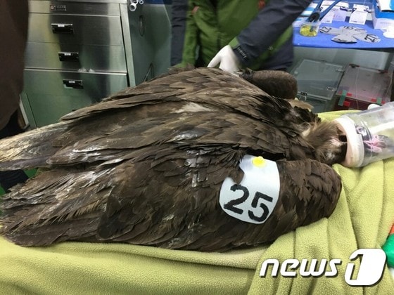 충남 청양군에서 구조돼 치료를 받고 있는 농약 중독 독수리.(사진제공 환경부)ⓒ News1