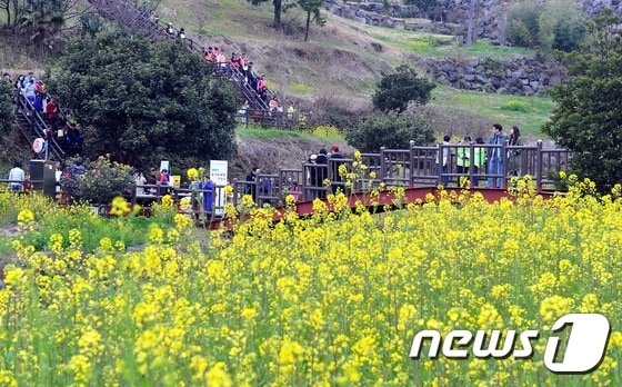 제26회 서귀포 유채꽃 국제걷기대회가 오는 23·24일 양일간 제주월드컵경기장 광장을 비롯한 서귀포시 일원에서 열린다./뉴스1