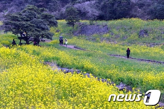 귀포 유채꽃 국제걷기대회 참가자들이 유채꽃을 감상하며 걷고 있다.뉴스1