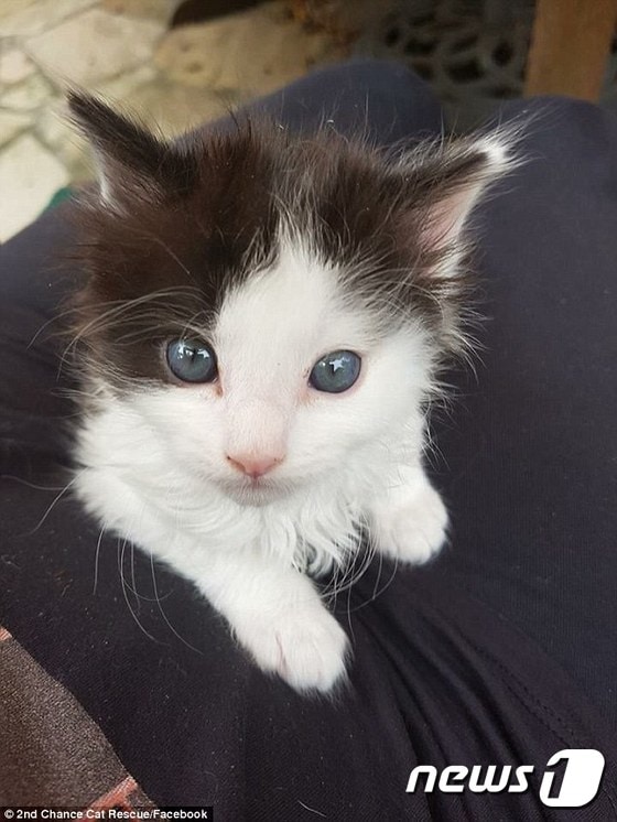 일명 '작은 박쥐 귀의 바비'라고 불리는 아기 고양이.(사진 세컨드찬스 캣레스큐 페이스북 영상 캡처) ⓒ News1