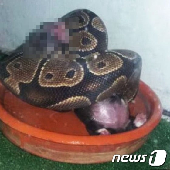 큰 비단구렁이에게 살아있는 강아지를 먹이로 준 여성이 조사를 받고 있다. (사진 데일리메일 해당 기사 캡처)  ⓒ News1