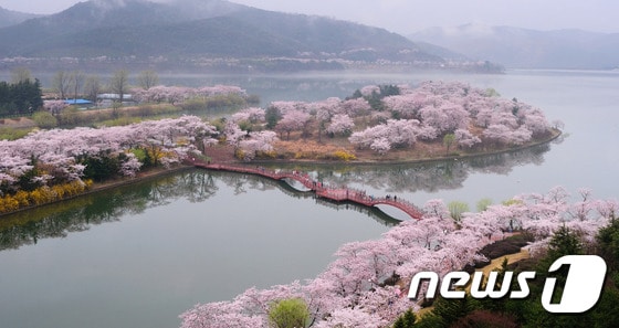 지난해 4월 벚꽃으로 하얗게 물든 경주 보문단지/사진제공=경주시ⓒ News12017.3.27/뉴스1