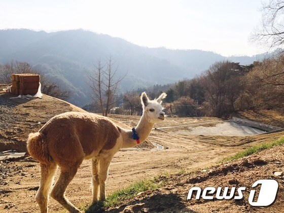 지난해 여름 한국으로 건너온 알파카. ⓒ News1