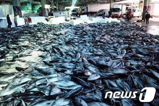 대형선망어선이 어획한 참다랑어 ⓒ News1 