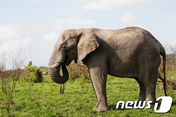 코끼리가 포유류 중 가장 잠을 조금 자는 것으로 드러났다. (자료사진 이미지투데이) ⓒ News1