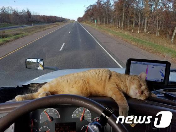트럭에 누워 쉬고 있는 고양이 '퍼시'.(사진 Paul Preflash Gordon Robertson 페이스북 캡처)ⓒ News1