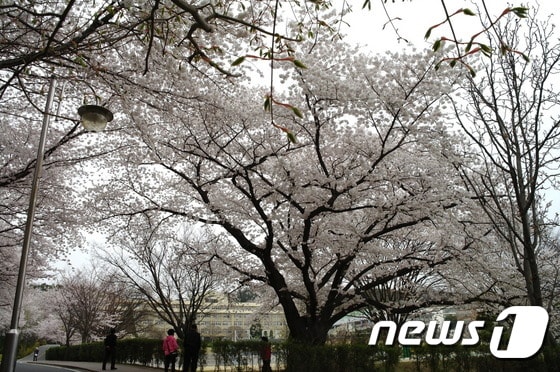 북일고등학교 교정에 만개한 벚꽃ⓒ News1