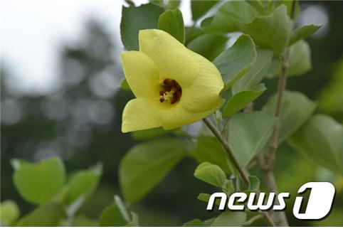 황근.(국립생물자원관 제공)ⓒ News1