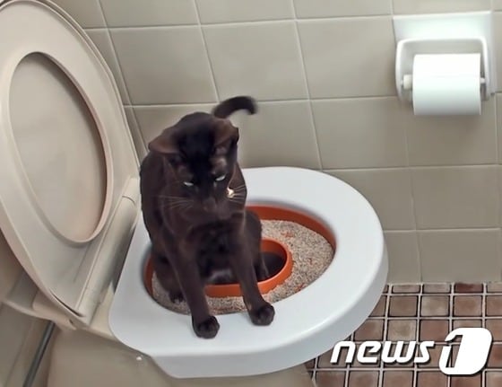 고양이에게도 배변 훈련은 필요하다.(사진 litter kwitter cat 유튜브 캡처)ⓒ News1