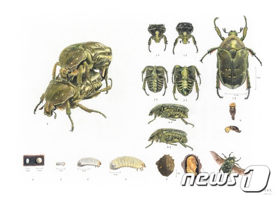 제11회 자생 동·식물 세밀화 공모전 성인부 대상 수상작인 최종한씨의 '점박이꽃무지의 생태와 암수 비교'(국립생물자원관 제공)ⓒ News1