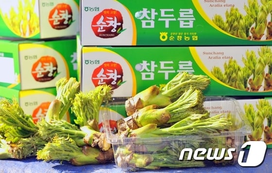 순창 참두릅 ⓒ News1 박효익 기자