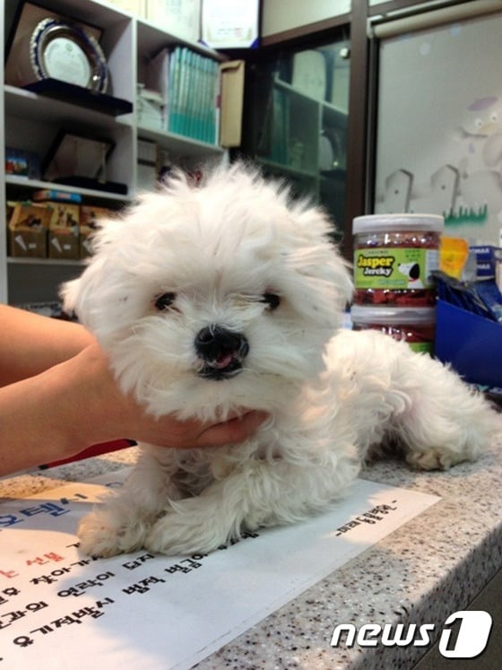 구조 당시 팅커벨의 모습. ⓒ News1