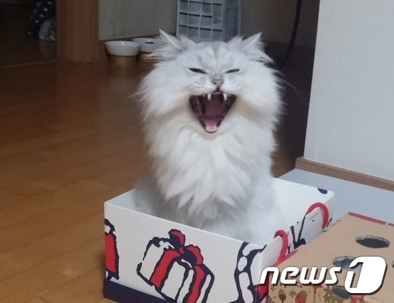 고양이 '몽이'는 상자 안에 들어가는 것을 좋아한다.(사진 이은솔씨 제공)ⓒ News1