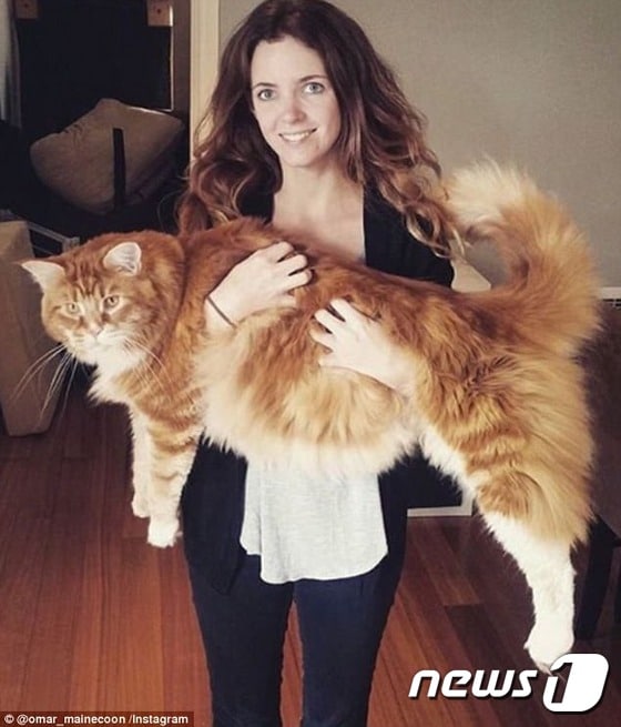 몸길이 120cm를 기록한 고양이 '오마르'.(사진 omar_mainecoon 인스타그램)ⓒ News1