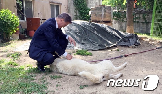 문재인 대통령이 21일 오후 경남 양산 매곡마을 사저에서 풍산개 '마루'를 쓰다듬고 있는 모습. (청와대 제공) ⓒ News1 