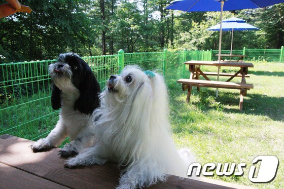한화리조트 양평 반려동물 놀이터.(사진 한화호텔앤드리조트 제공)ⓒ News1