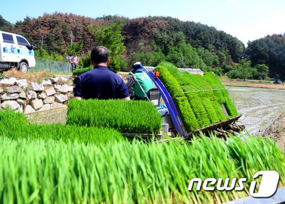 강원 강릉지역 모내기 현장 자료사진.&#40;뉴스1 DB&#41;
