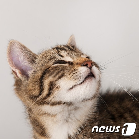 고양이.(사진 이미지투데이)ⓒ News1