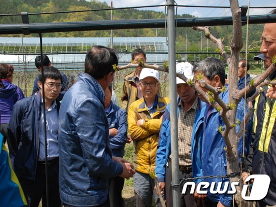 지난달 27일 전북 정읍시 대추연구회원들이 충북 보은군 농업기술센터의 대추 실증시험포장을 방문해 관계자로부터 병해충 방제법에 관한 설명을 듣고 있다.(보은군 제공).2017.05.04. ⓒ News1