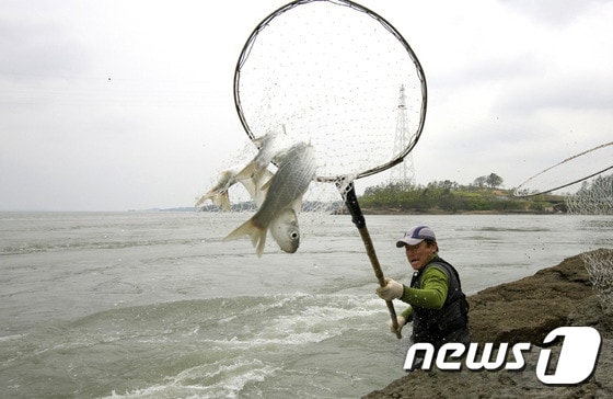 이순신 장군의 명량대첩 전승지인 전남 해남군 우수영 울돌목에서 '뜰채 숭어잡이'가 한창이다. 한 어민이 울돌목에서 뜰채로 숭어를 잡아 올리고 있다.(해남군 제공)2017.5.4/뉴스1 ⓒ News1 박준배 기자