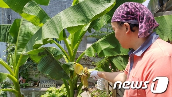 대구 동구 효목동 김덕규씨(44)의 주택을 개조해 운영 중인 식당 앞마당 바나나 나무에 아기 손 같은 바나나 6송이가 열렸다. 2017. 6. 13/뉴스1 ⓒ News1 정지훈 기자
