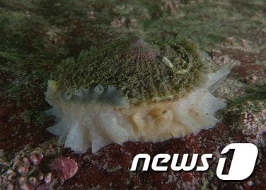 대청도 남쪽 답동에서 발견된 장수삿갓조개 (국립생물자원관 제공) ⓒ News1