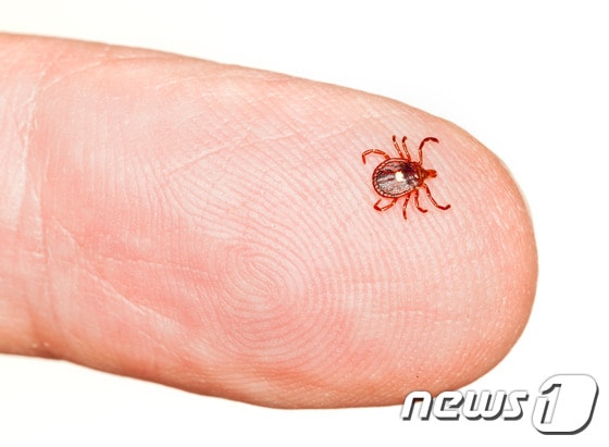 수의사들은 "반려견 몸에 붙은 진드기를 맨손으로 떼선 안 된다"고 경고한다. (사진 이미지투데이) ⓒ News1