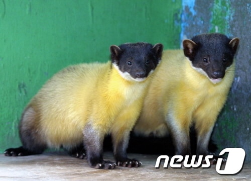 노란목도리담비.(서울동물원 제공) ⓒ News1 지정운 기자